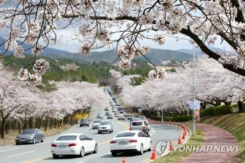 지난해 경주 보문관광단지 벚꽃