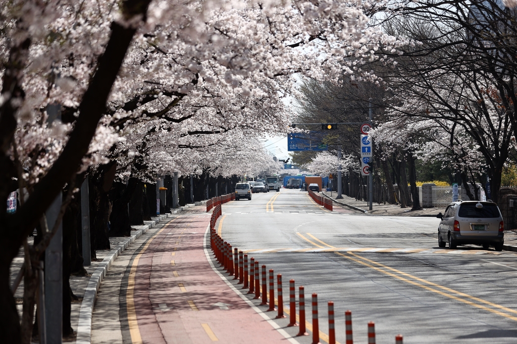 여의서로 벚꽃길 오늘부터 통제(서울) 2021.3.31