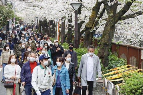 (도쿄 교도=연합뉴스) 일본에서 신종 코로나바이러스 감염증(코로나19) 확산 속도가 다시 빨라지는 가운데 지난달 28일 도쿄 메구로에서 나들이객들이 벚꽃이 만개한 거리를 걷고 있다. 