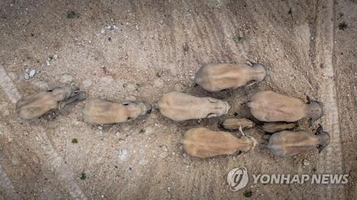 지난달 28일 윈난성에서 이동하는 야생 코끼리 [신화=연합뉴스]