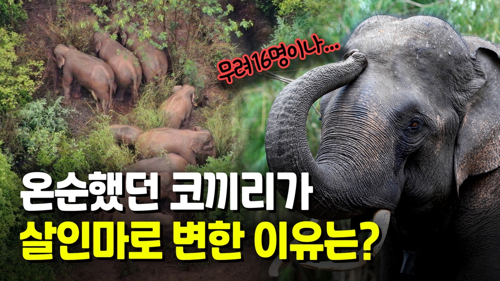 [영상] 무리에서 쫓겨난 인도코끼리, 두 달간 주민 16명 해쳐 - 2