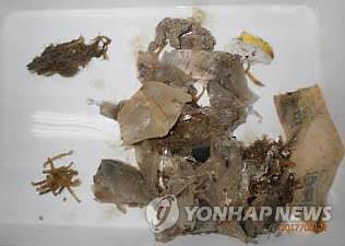 붉은바다거북 장기에서 발견된 해양쓰레기 [자료사진]