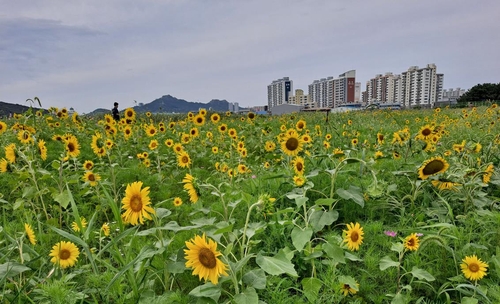 목포 남항, 형형색색 가을꽃으로 물들다