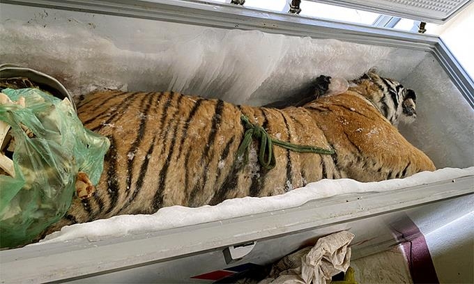베트남의 한 가정집 냉동고에서 발견된 호랑이 사체