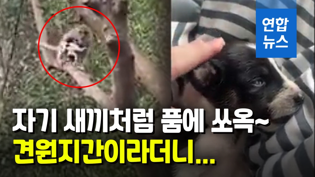 [영상] 품에 안고 애지중지…원숭이에 끌려간 강아지 사흘만에 구출 - 2
