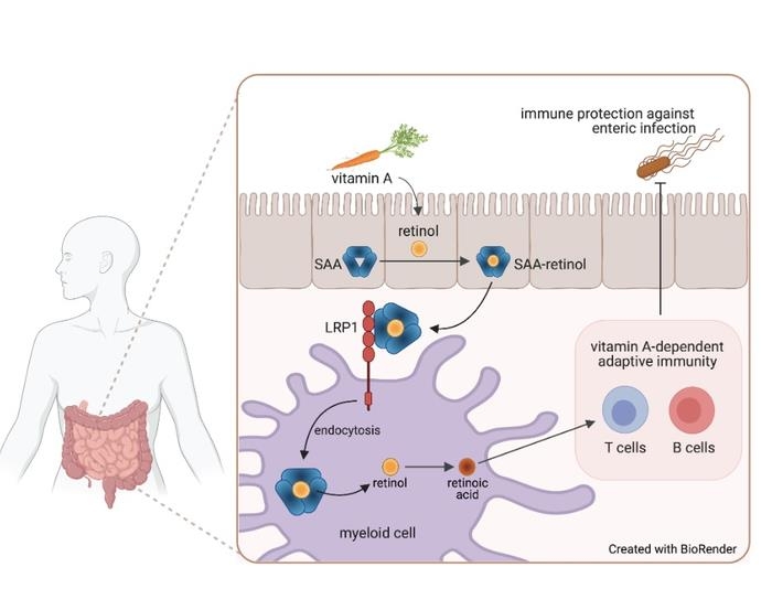 레틴올이 LRP 1 수용체를 통해 장 골수세포 내로 이동하는 과정 