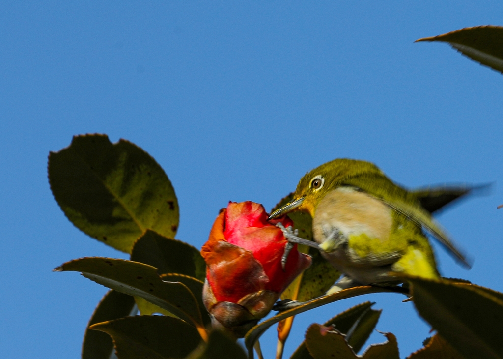 보길도 낙서재에서 동박새가 붉은 꽃잎을 움켜잡고 동백꽃을 먹고 있다. [사진/진성철 기자]