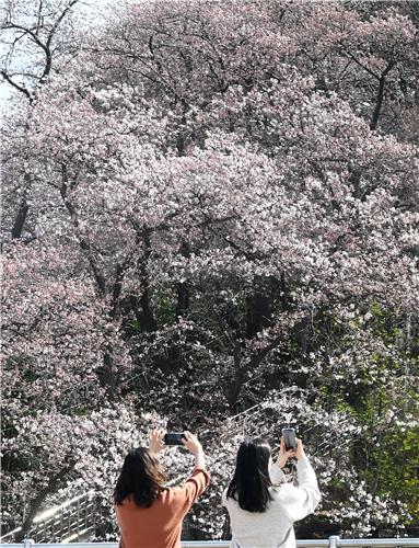 지난 22일 강릉시 남산 벚꽃 모습
