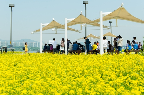 [게시판] 반포한강공원 서래섬 '유채꽃 축제'