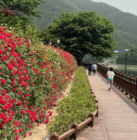 단양서 펼쳐지는 '장미의 향연'…내달 3일 축제 열려