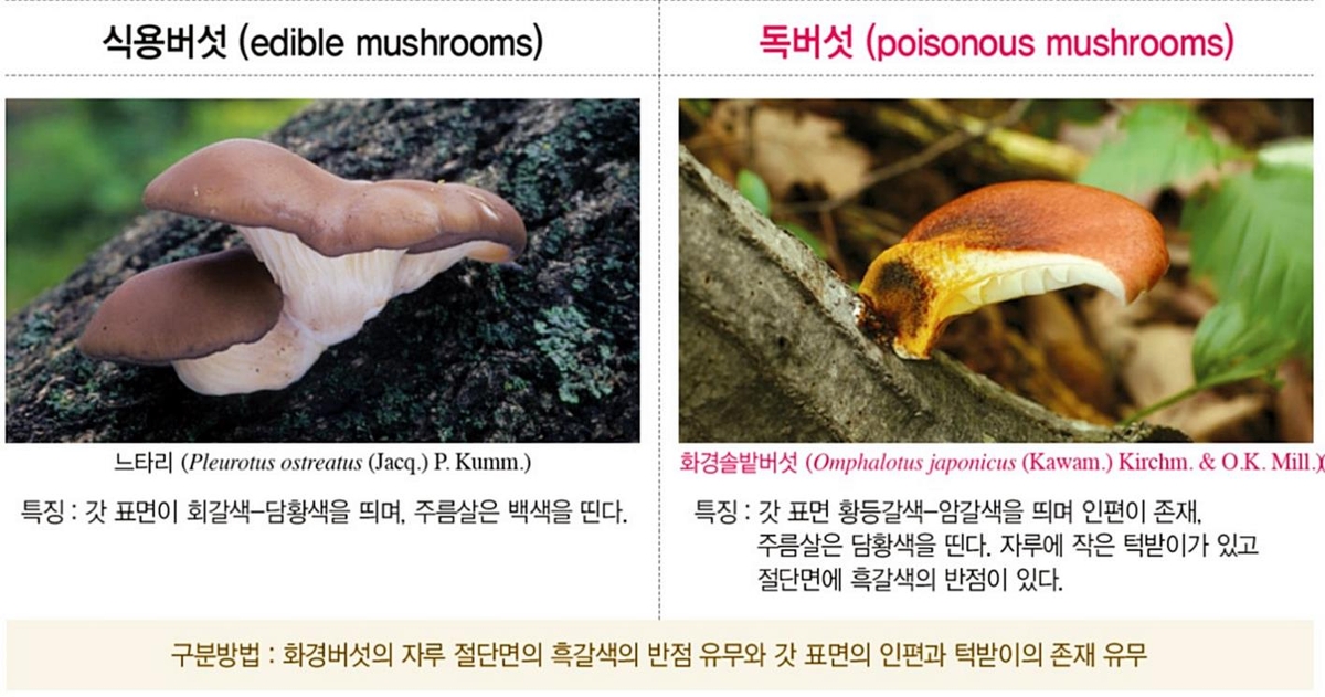 느타리와 화경솔밭버섯 비교