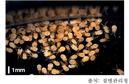 털진드기 성충
