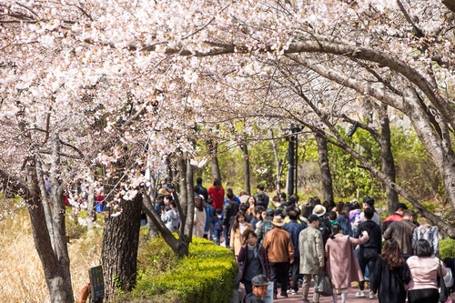 벚꽃 흐드러진 석촌호수서 봄나들이…송파구 호수벚꽃축제