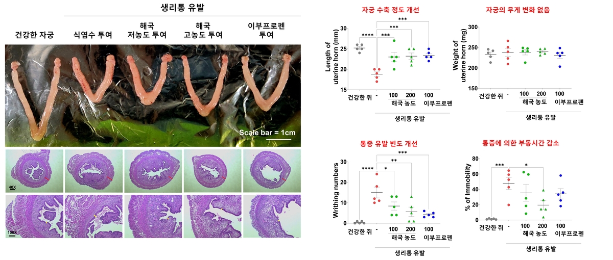 해국 추출물 투여 후 자궁 수축 비교