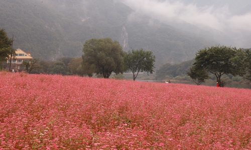 [픽! 영월] 동강 변 가을 수놓은 붉은 메밀꽃 장관
