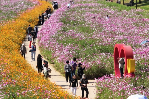인생샷 남기세요…고양시, 25∼26일 창릉천 코스모스 축제