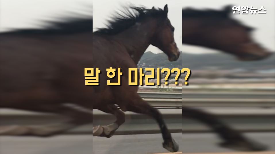 [현장영상] 승마장 탈출 말 '광란의 질주'…벤츠·아우디 차량 5대 '쿵쾅'