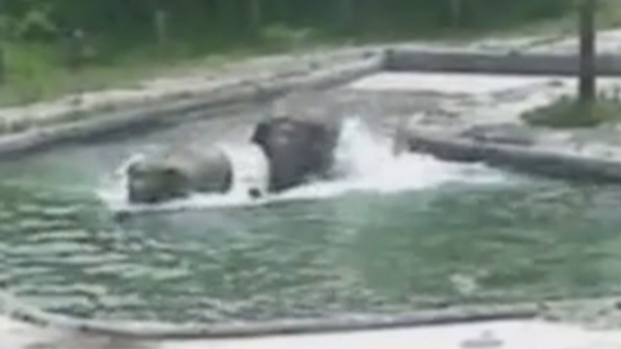 서울대공원 물에 빠진 아기코끼리 구하는 '초보엄마'