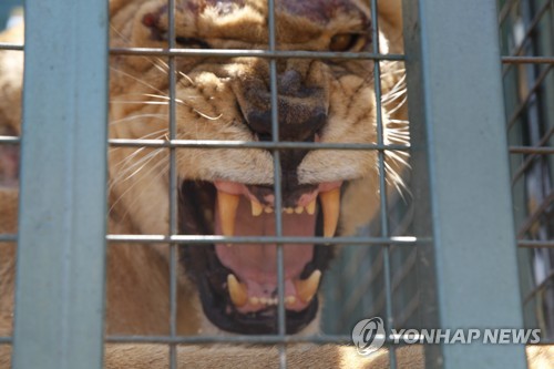 알레포에서 구조된 '난민 사자'