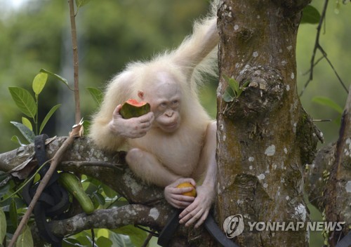 나무 위의 알비노 오랑우탄