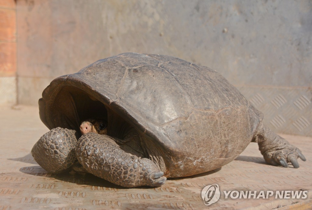 Ecuador Tortoise
