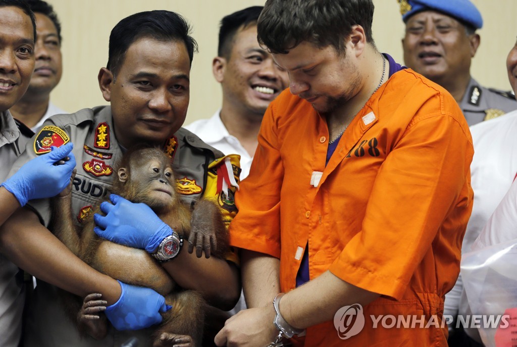 Indonesia Orangutan
