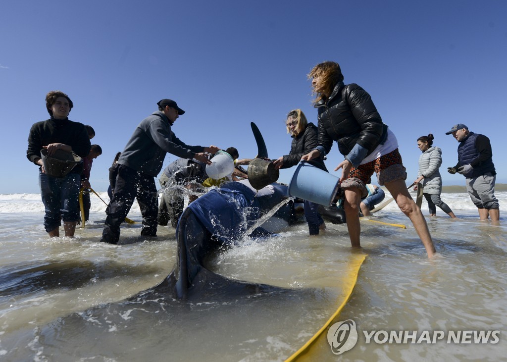 Argentina Beached Whales