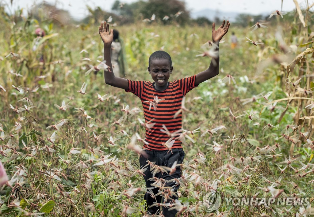 Kenya Africa Locust Outbreak