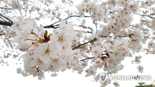 남원 운봉고원 람천의 12㎞ 벚꽃길 따라…내달 8일 축제 개막