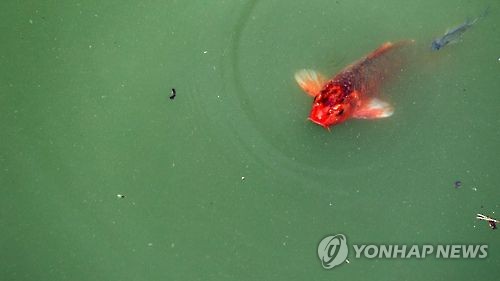 녹조