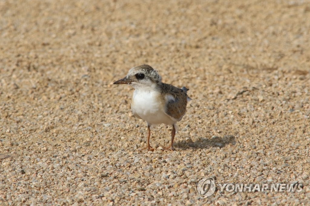 쇠제비갈매기
