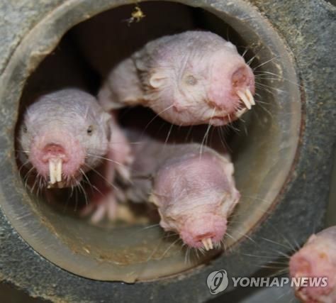 벌거숭이두더지쥐.