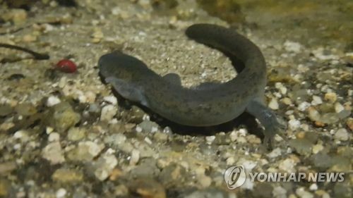 도롱뇽