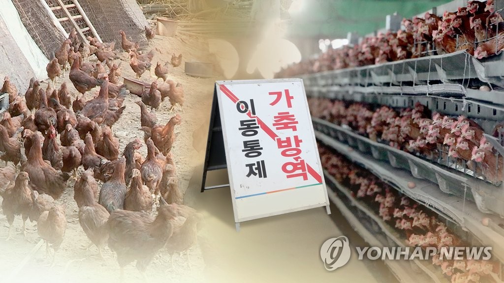 Suspected bird flu cases discovered in Gangwon Province - 1
