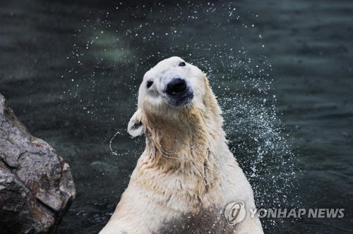 국내에 남아있는 유일한 북극곰 '통키'
