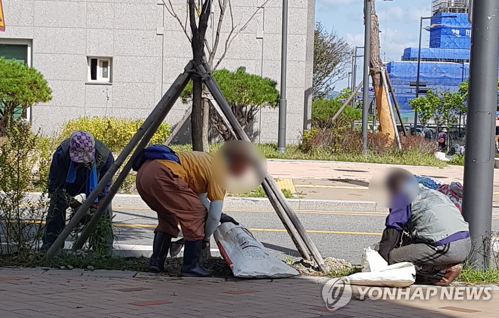 취업 노인들이 아파트 밀집 지역에서 잡초 제거작업을 하고 있다. [연합뉴스 자료사진]