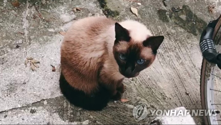 고양이