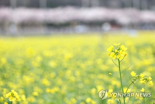 '노란 봄' 삼척 맹방 유채꽃 축제 29일 개막