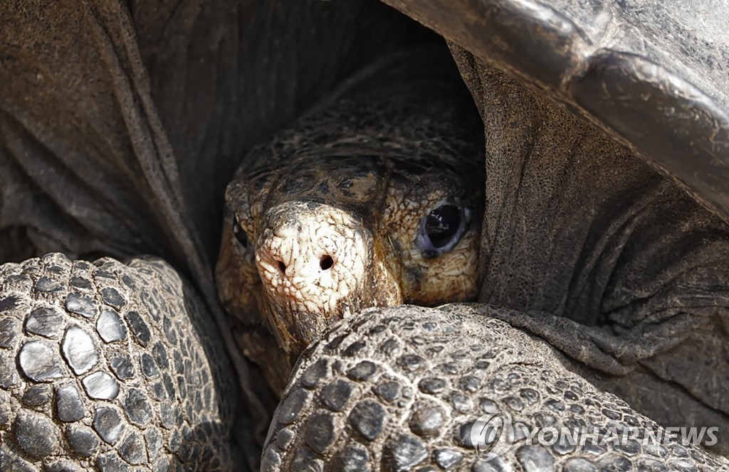 ECUADOR-GALAPAGOS-TORTOISE-DISCOVERY