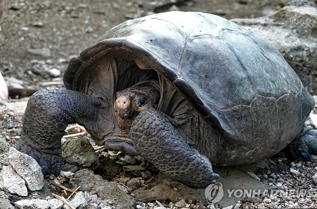 ECUADOR-GALAPAGOS-TORTOISE-DISCOVERY