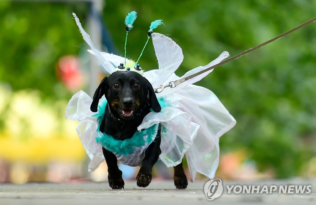 RUSSIA-ANIMAL-DACHSHUNDS-PARADE