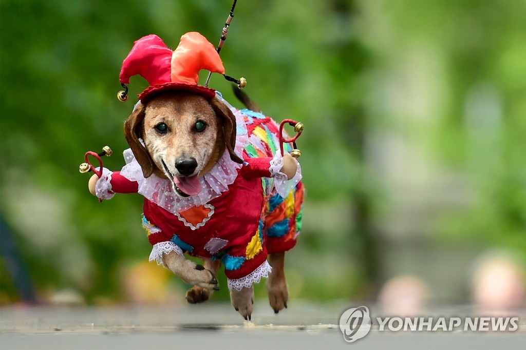 TOPSHOT-RUSSIA-ANIMAL-DACHSHUNDS-PARADE
