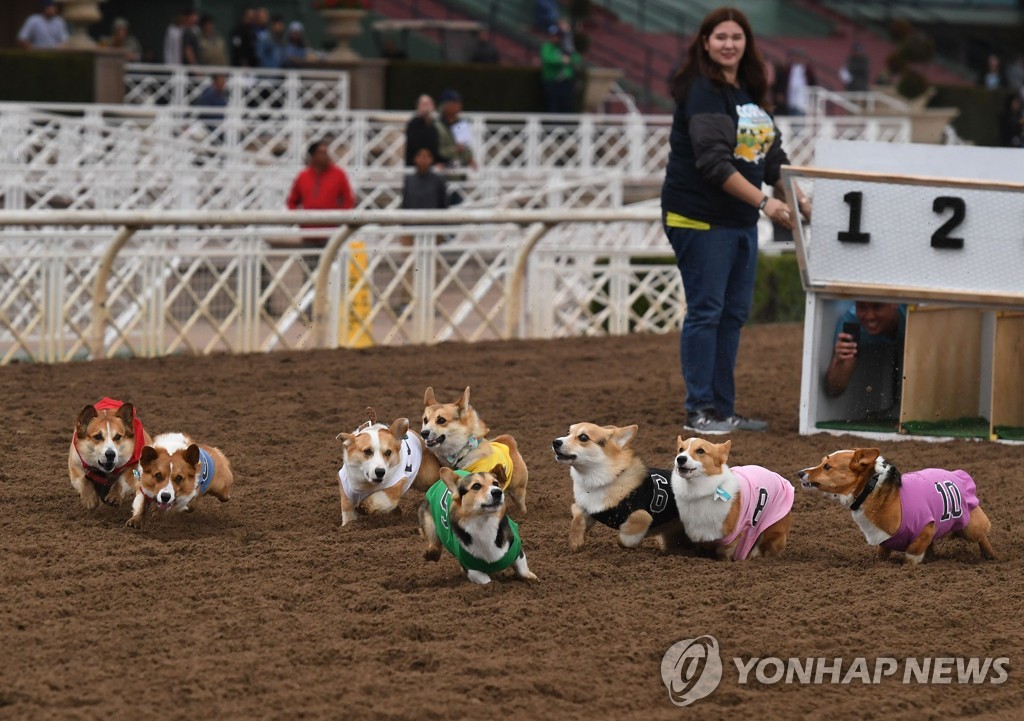 US-DOGS-RACE-CORGI