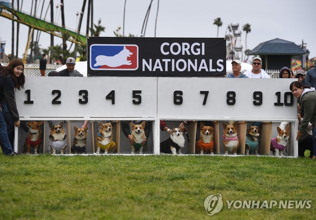 US-DOGS-RACE-CORGI