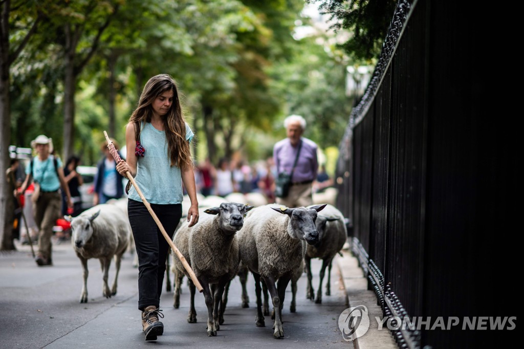 FRANCE-FARMING-AGRICULTURE-CITY-SHEEP