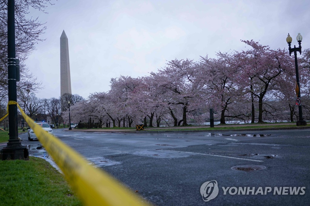 '미국 워싱턴DC 벚꽃 만개'…"방위군 동원, 몰리는 인파 차단"