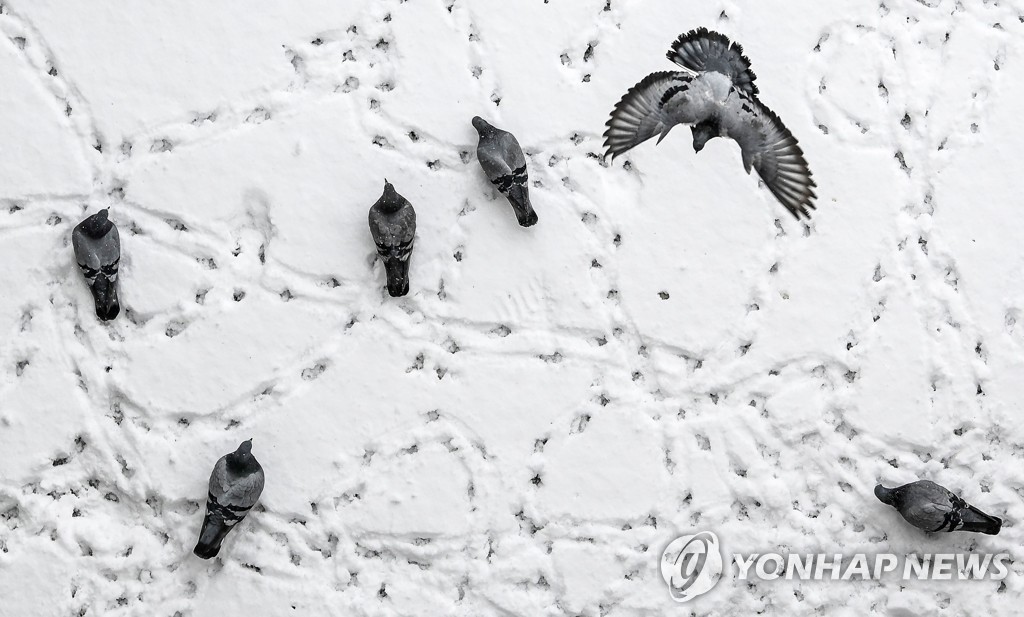 27일 발칸반도의 코소보공화국 수도 프리슈티나의 한 공원에서 눈이 쌓인 길 위에 새들의 발자국이 남아있다.