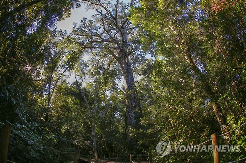 전 세계 나무는 6만65종…최소 9천600종 멸종 위기 - 1