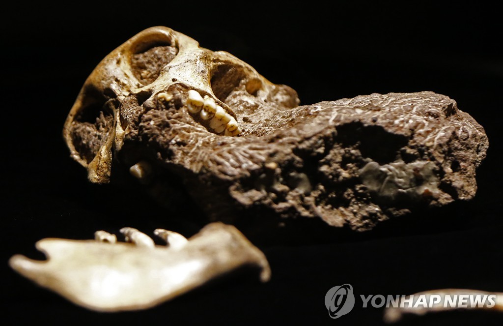 USA PEROT MUSEUM EXHIBIT ORIGINS FOSSILS FROM THE CRADLE OF HUMA