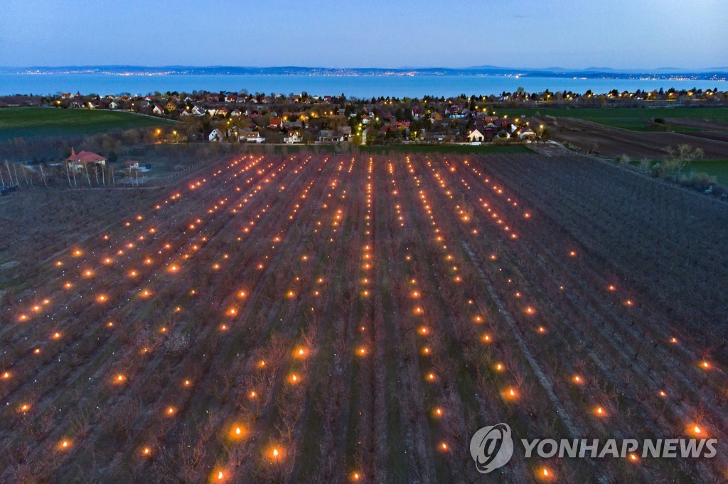 '밭을 밝히는 불빛들'…헝가리 과일나무 밭, 냉해 방지 촛불 설치